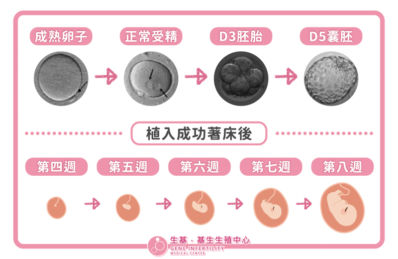 懷孕後的胚胎發育_工作區域 1 複本 3-2 懷孕後的胚胎發育_工作區域 1 複本 3-2
