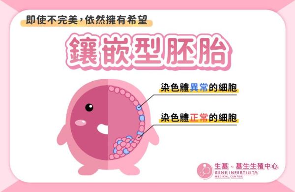 鑲嵌型胚胎植是什麼？可以植入嗎？