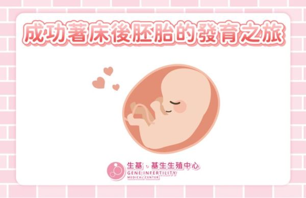 成功著床後胚胎的發育之旅